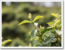 芭樂心葉茶